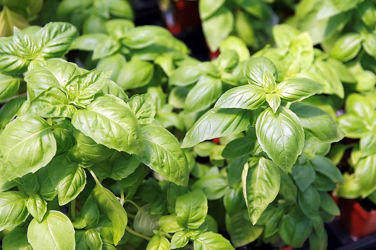 Basilic (Ocimum basilicum)
