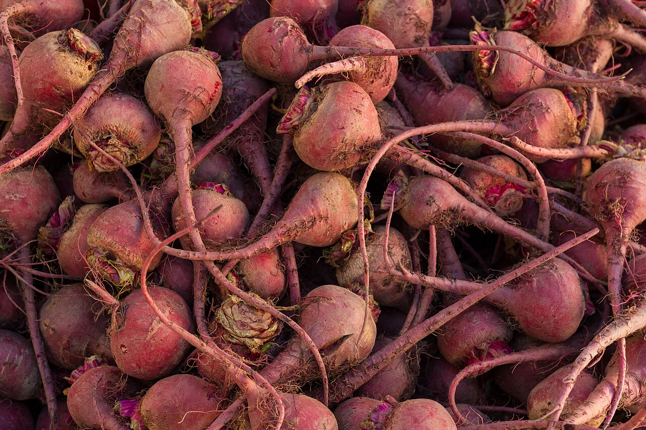 Betterave (Beta vulgaris)
