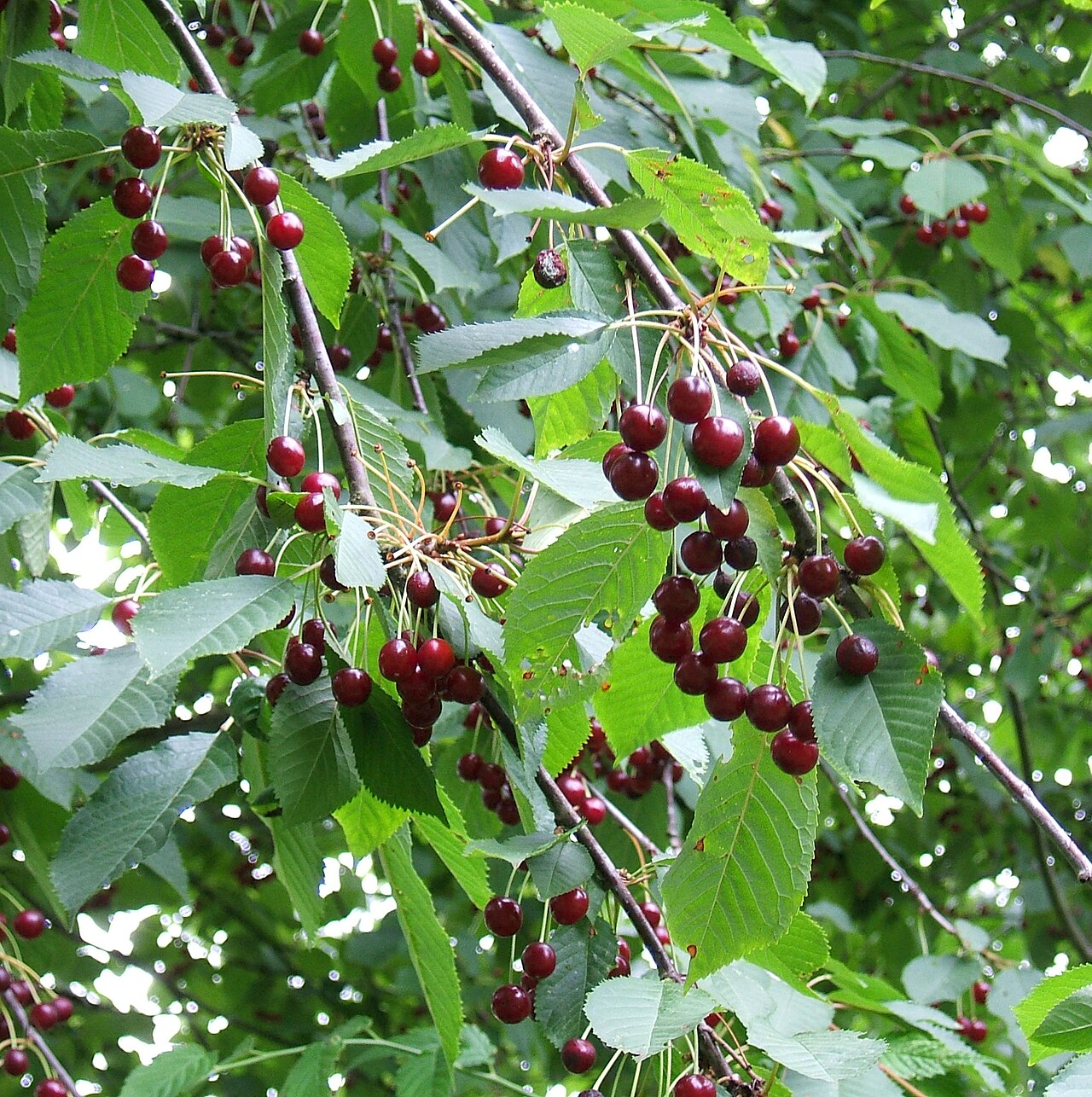 Cerise (Prunus avium)