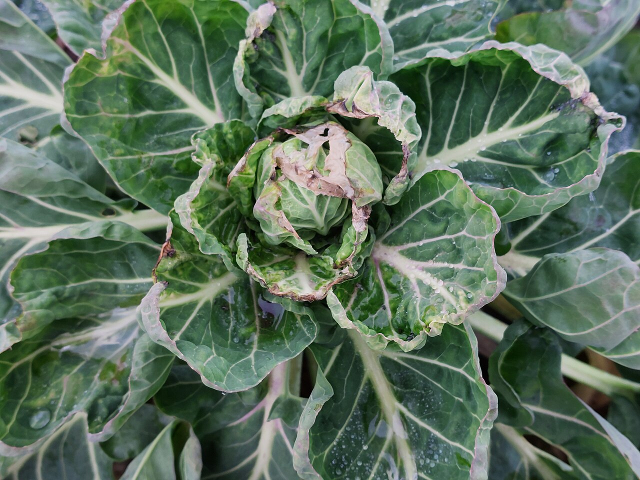 Chou de Bruxelles (Brassica oleracea var. gemmifera)