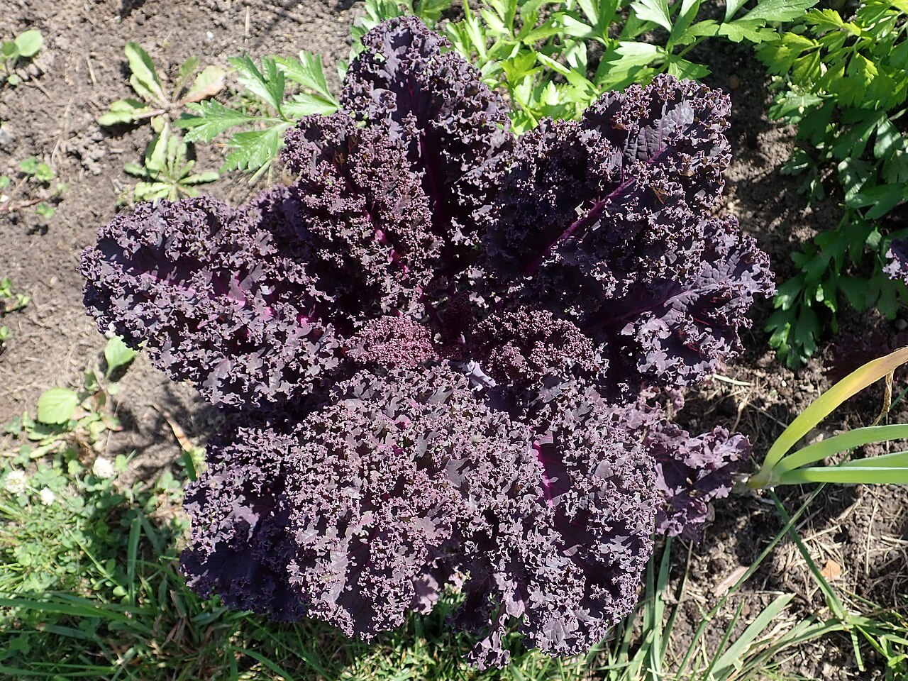 Chou kale (Brassica oleracea var. sabellica)