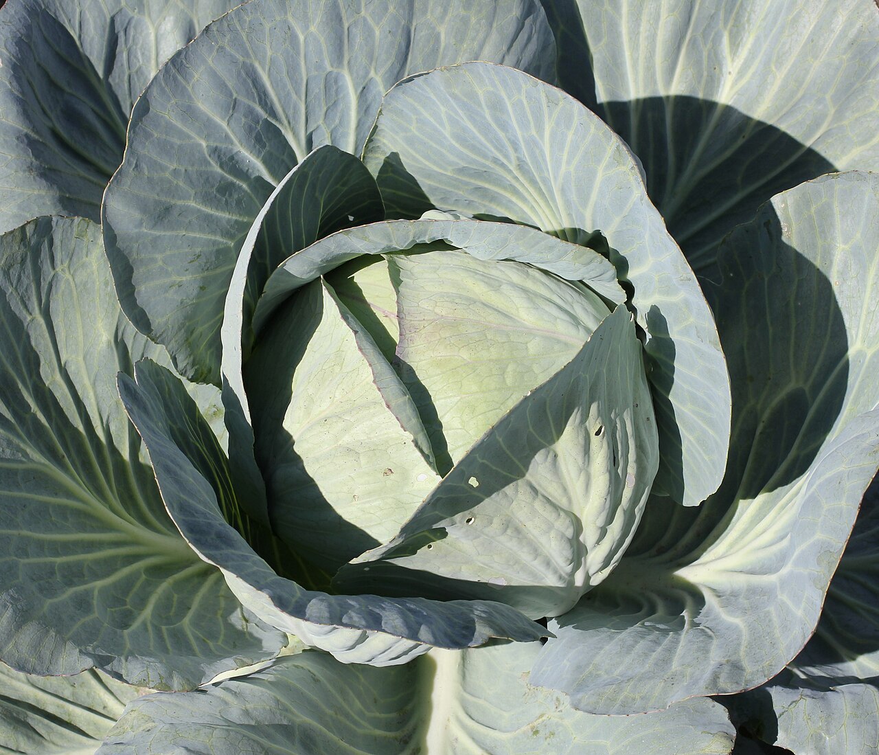 Chou pommé (Brassica oleracea var. capitata)