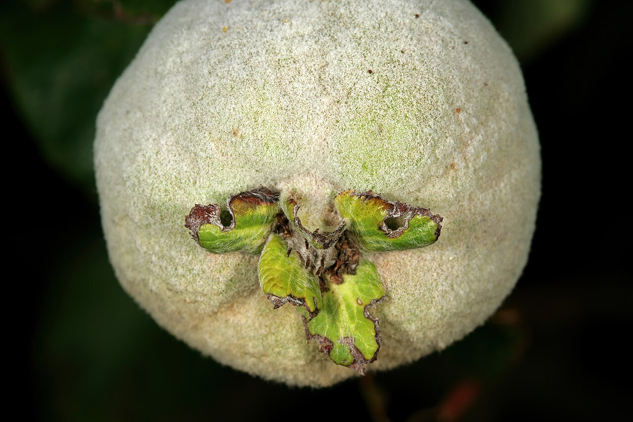 Coing (Cydonia oblonga)