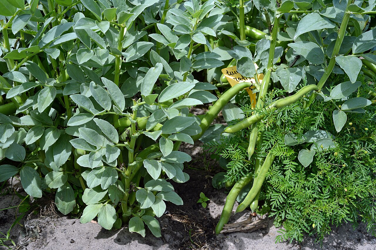 Fève (Vicia faba)