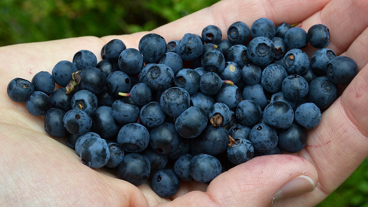 Myrtille (Vaccinium corymbosum)