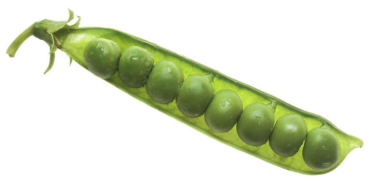 Petit pois (Pisum sativum)