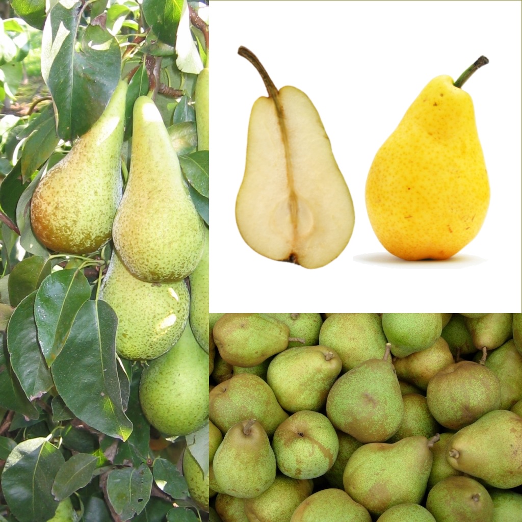 Poire (Pyrus communis)