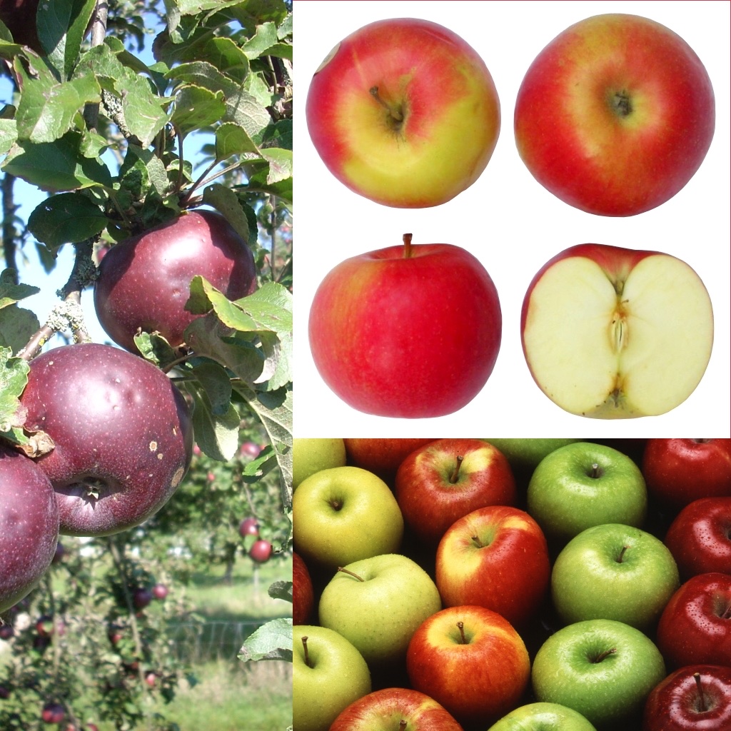 Pomme (Malus domestica)