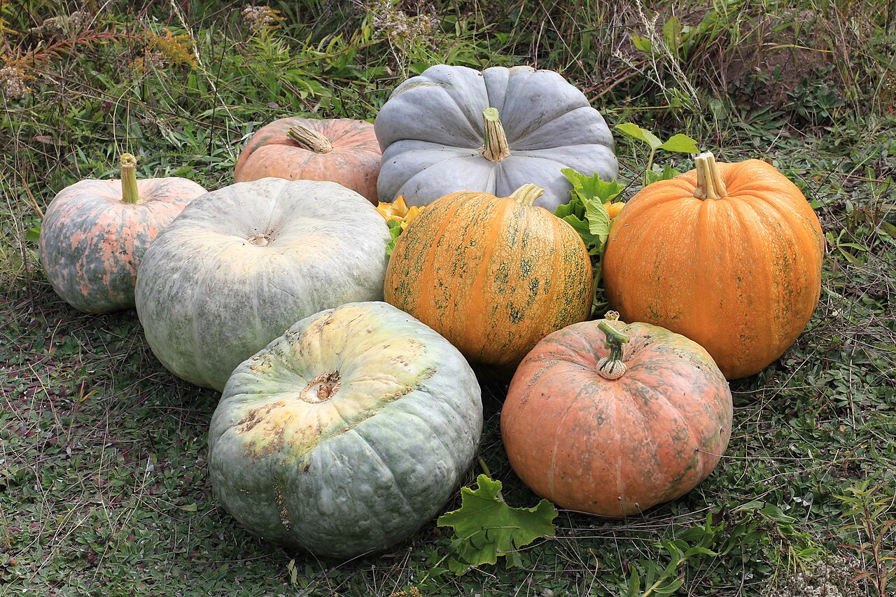Potiron et courges (Cucurbita maxima, C. moschata, C. pepo)