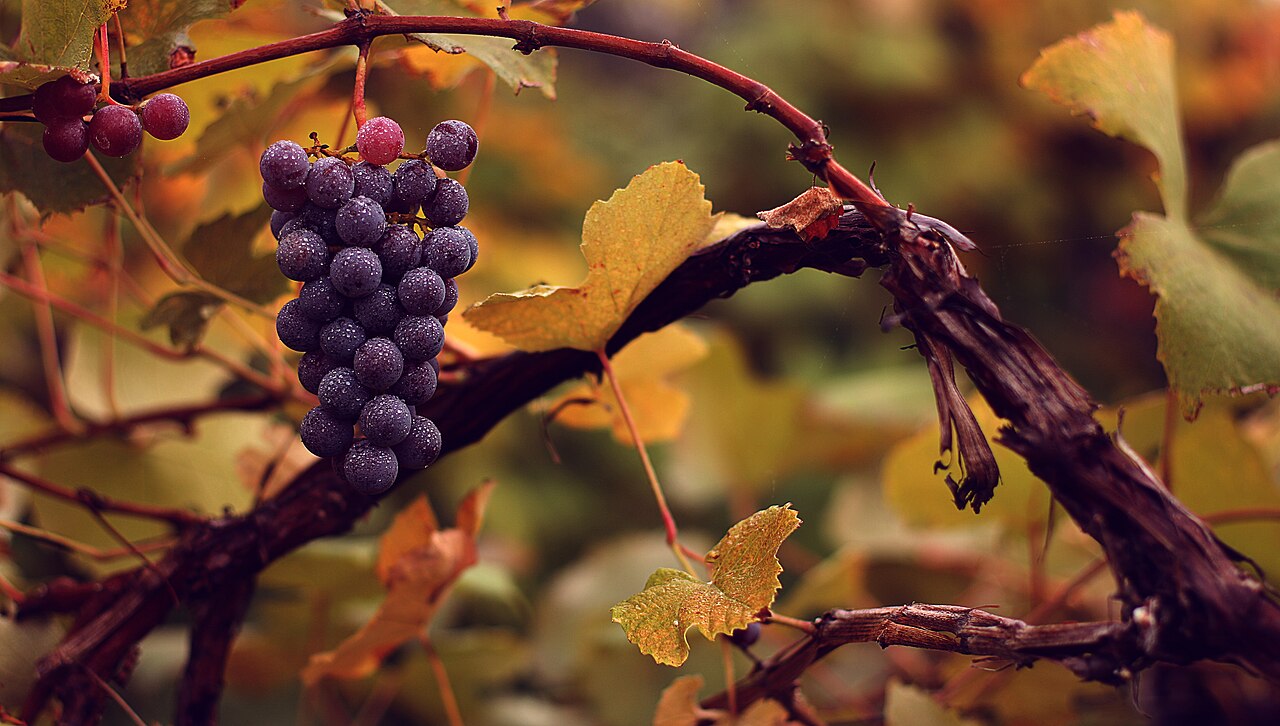 Raisin (Vitis vinifera)