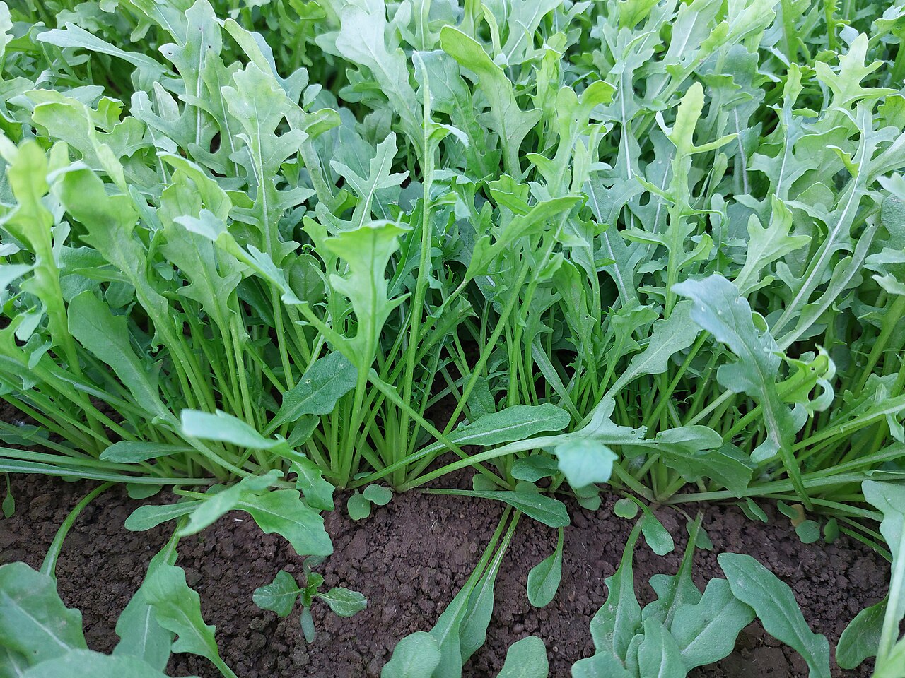 Roquette (Eruca vesicaria subsp. sativa)