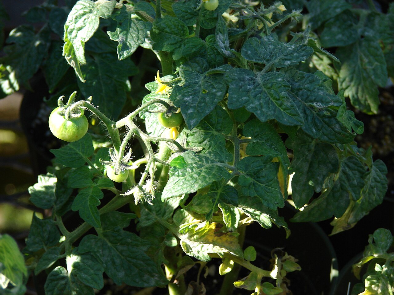 Tomate (Solanum lycopersicum)